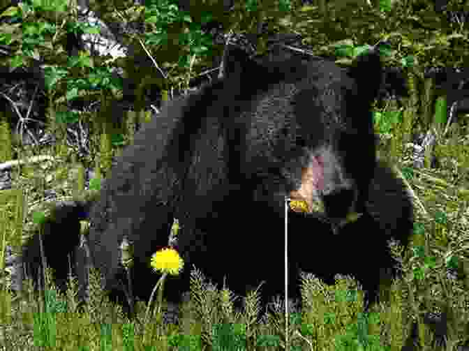 A Black Bear Foraging In Olympic National Park Hiking Olympic National Park: A Guide To The Park S Greatest Hiking Adventures (Regional Hiking Series)