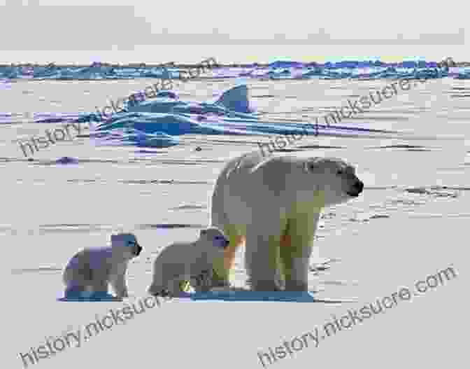A Family Of Majestic Polar Bears Roaming The Arctic Wilderness The Greatest Show In The Arctic: The American Exploration Of Franz Josef Land 1898 1905 (American Exploration And Travel 82)