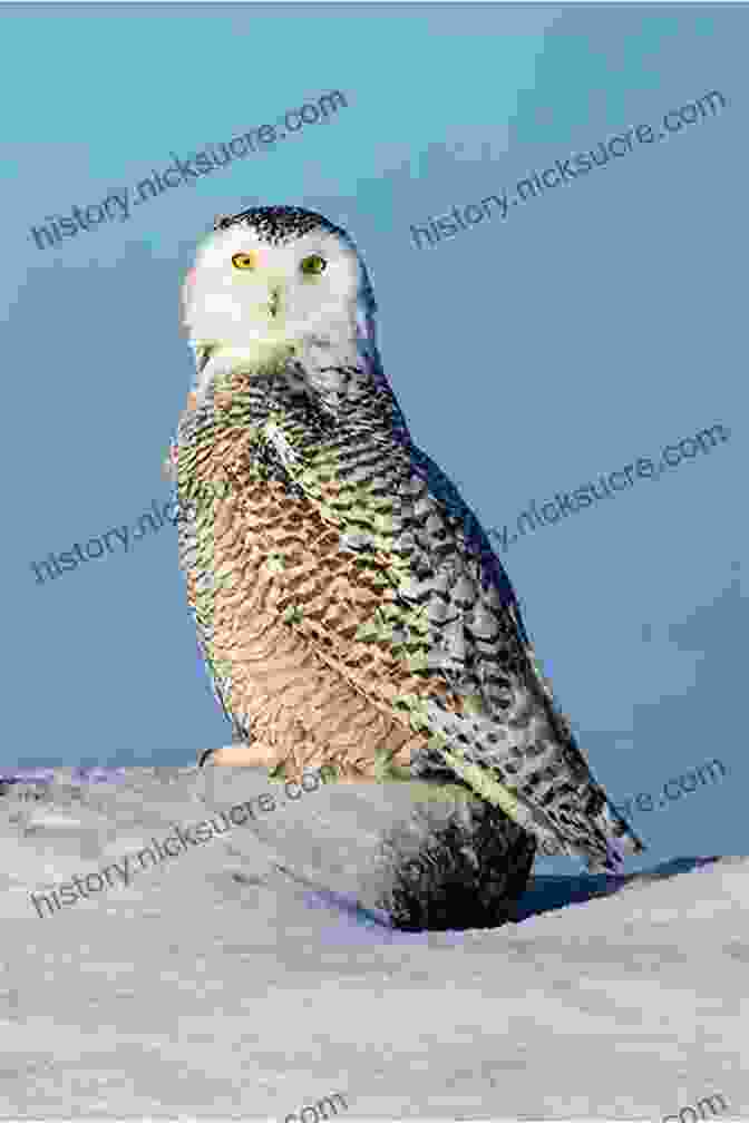 A Graceful Snow Owl Perched On A Rocky Outcrop Wildlife Of The Arctic (Traveller S Guide)