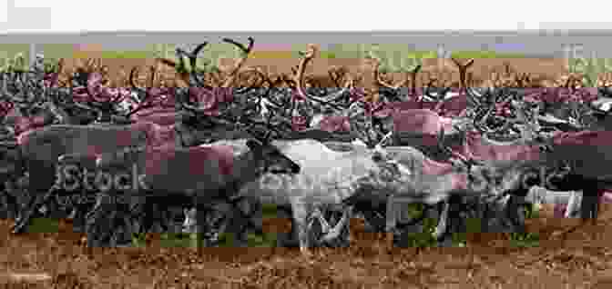 A Herd Of Reindeer Grazing On The Arctic Tundra Wildlife Of The Arctic (Traveller S Guide)