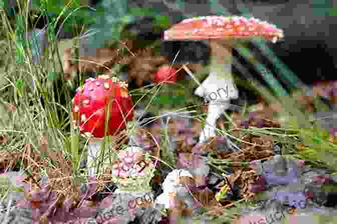 A Lush Forest Floor Covered In A Variety Of Mushrooms What A Mushroom Lives For: Matsutake And The Worlds They Make
