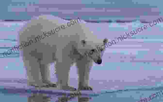 A Majestic Polar Bear Standing On An Ice Floe Wildlife Of The Arctic (Traveller S Guide)