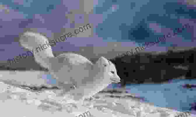 A Playful Arctic Fox Running Across The Snow Wildlife Of The Arctic (Traveller S Guide)