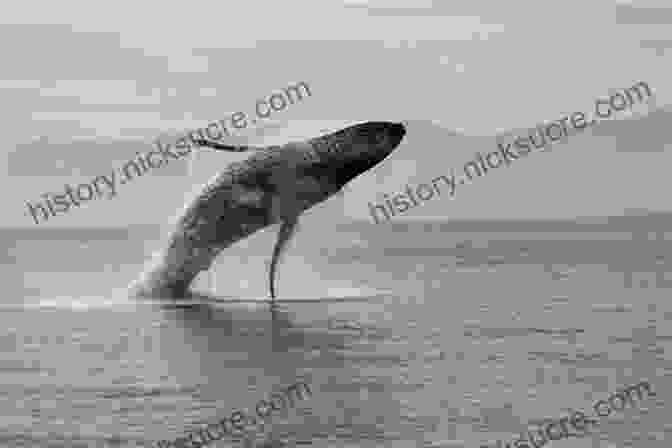 A Pod Of Humpback Whales Breaching The Arctic Waters Wildlife Of The Arctic (Traveller S Guide)