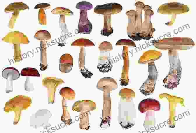 A Variety Of Medicinal Mushrooms What A Mushroom Lives For: Matsutake And The Worlds They Make