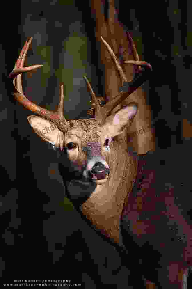 A Whitetail Deer In The Woods Petersen S Hunting Guide To Whitetail Deer: A Comprehensive Guide To Hunting Our Country S Favorite Big Game Animal