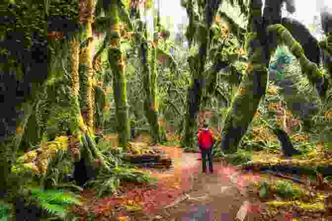 Hoh Rainforest Trail Winding Through A Lush Rainforest, With Giant Trees And Ferns Hiking Olympic National Park: A Guide To The Park S Greatest Hiking Adventures (Regional Hiking Series)