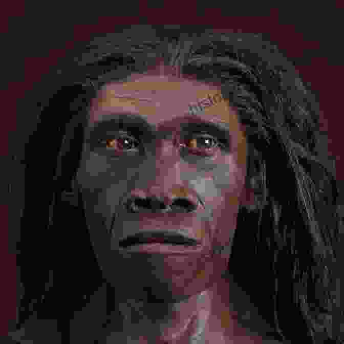 Reconstruction Of Homo Erectus, An Early Human Species A Pocket History Of Human Evolution: How We Became Sapiens